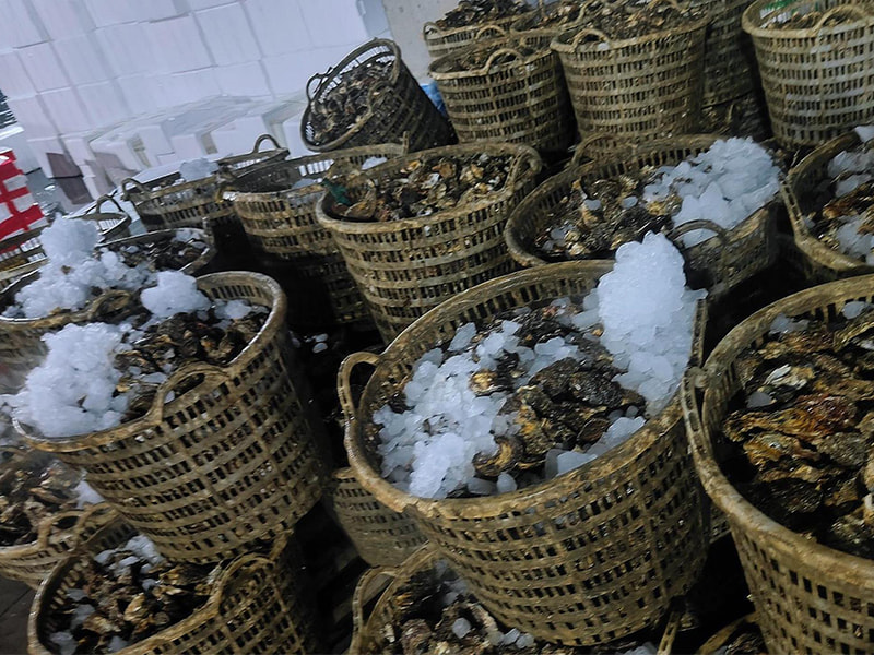 Revolutionizing Seafood Logistics BAOCHARM's Advanced Block Ice Machine